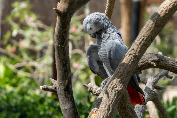 Un perroquet gris (Psittacus erithacus), un perroquet gris du Congo, un perroquet gris d'Afrique du Congo ou un perroquet gris d'Afrique près d'un arbre nettoyant des plumes. - Photo, image