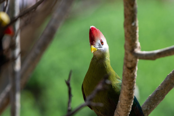 A red-crested turaco (Tauraco erythrolophus) is a turaco, a group of African Otidimorphae birds in Angola in Africa - Photo, Image