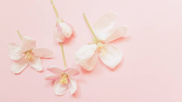 Beautiful fresh flowers of apple tree on pale pink table. - Фото, изображение