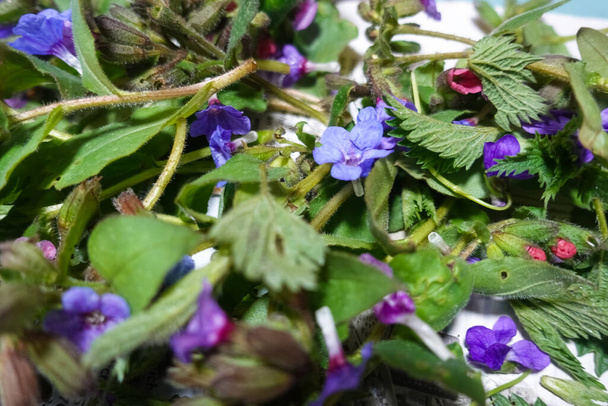 sok friss, különböző fűszernövények gyűjtött tavasszal az erdőben - Fotó, kép