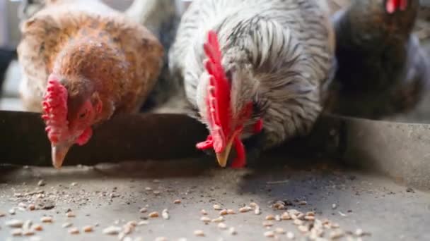 A rooster and a close-up hen are pecking at the wheat close-up. Pockmarked rooster, brown hen - Footage, Video