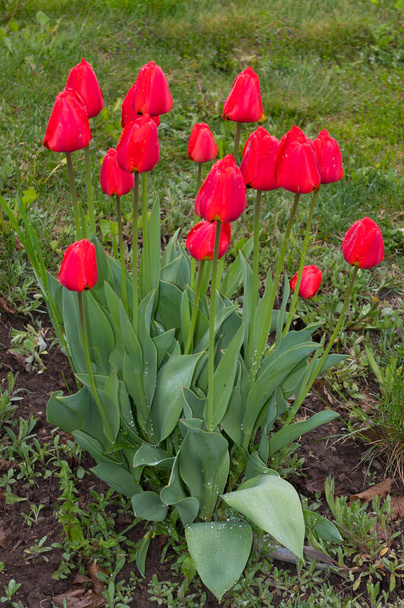 A popular decorative plant called Tulip. Latin name Tulipa. - Fotoğraf, Görsel