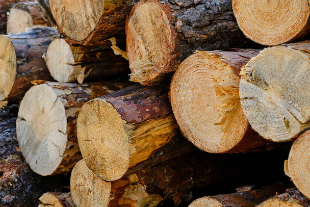 Background, sawn pine trees,timber harvesting - Fotografie, Obrázek