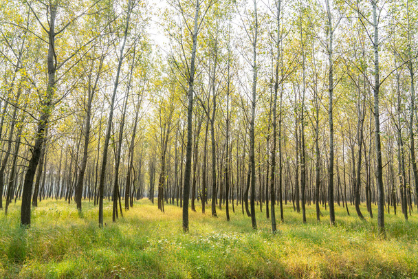 Arbres et prairies dans la forêt pendant la journée - Photo, image