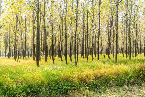 Δέντρα και λιβάδια στο δάσος κατά τη διάρκεια της ημέρας - Φωτογραφία, εικόνα