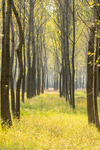 Árboles y prados en el bosque durante el día - Foto, imagen
