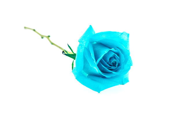 Rose bleue
 - Photo, image