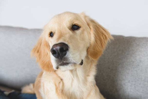 beautiful young Golden Retriever Portrait lay on the sofa - Foto, afbeelding