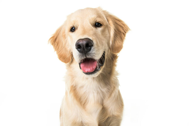 beautiful young Golden Retriever Portrait isolated on white - Foto, afbeelding