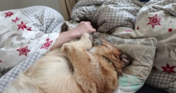 Lazy legs-up terrier dog extended relaxing on bad with boy. Teen boy play with dog staying in the bed. - Imágenes, Vídeo