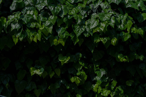 Dark green background natural ivy leaves - Фото, изображение