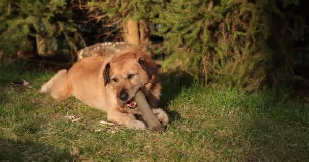 Honden spelen met een houten stok in het gras. Dieren kauwen en bijten in de natuur. De hond speelt buiten. Zomer landschap op de achtergrond. - Video