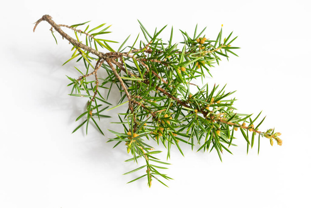 juniper twigs on a white isolated background - Photo, Image