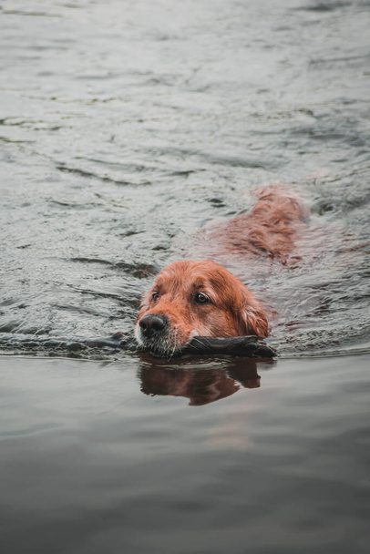 golden retriever dog swimming in a lake - 写真・画像