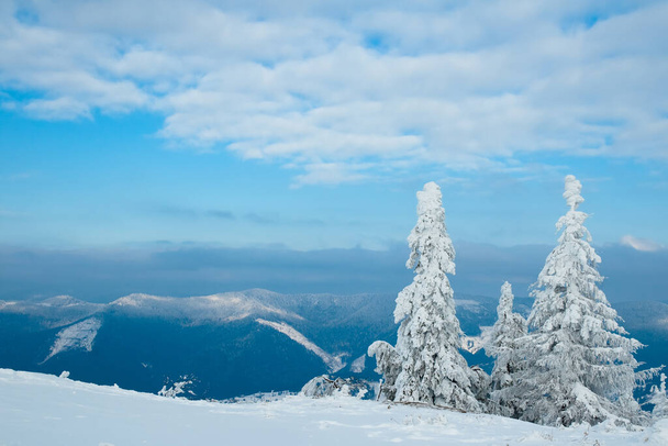 Carpathian mountains, Ukraine. Beautiful winter landscape. The forrest ist covered with snow. - Фото, зображення
