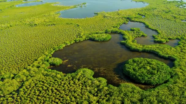 Hnědé vody uvnitř mangrove - Záběry, video