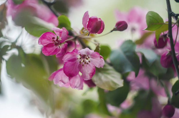 Квітучі райські яблука на зів'ялому тлі
. - Фото, зображення