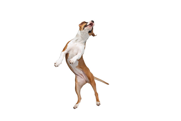 One Staffordshire terrier dog posing isolated on white studio background. Looks happy, delighted. Concept of motion, action, pets love - Фото, зображення