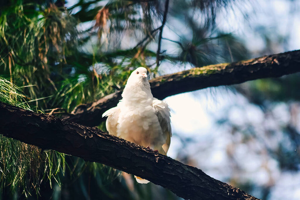 Bir çam ormanının dalına tünemiş beyaz bir güvercin. - Fotoğraf, Görsel