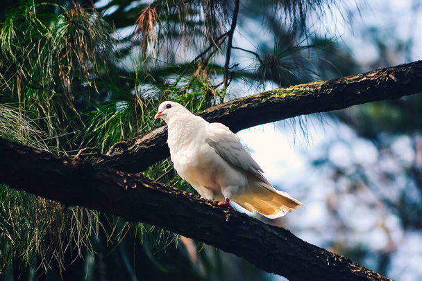 Una paloma blanca posada sobre una rama de un bosque de pinos - Foto, Imagen