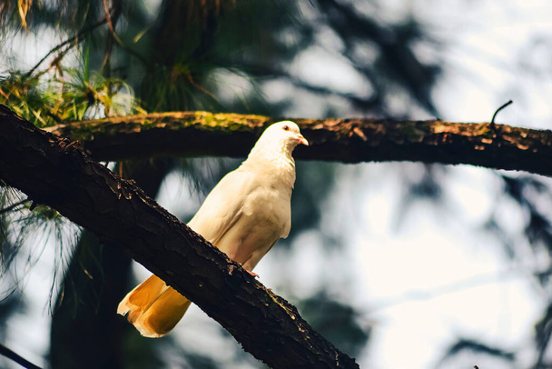 Bir çam ormanının dalına tünemiş beyaz bir güvercin. - Fotoğraf, Görsel