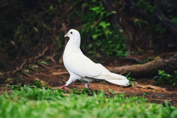 Una paloma blanca posada en el suelo buscando comida - Foto, Imagen