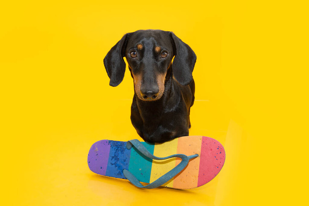 Puppy dog summer with a rainbow bited sandal. Mischief puppy concept. Isolated on yellow background - Фото, изображение