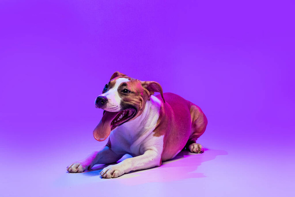 Pedigree dog, Staffordshire terrier posing isolated on purple studio background in neon. Looks happy, delighted. - 写真・画像