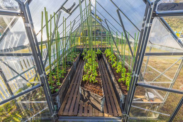 Beautiful view of greenhouse with planted tomato and cucumber seedlings. Sweden. - Zdjęcie, obraz