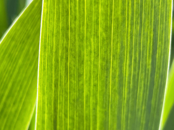 チューリップ、マクロのジューシーな緑の葉 - 写真・画像