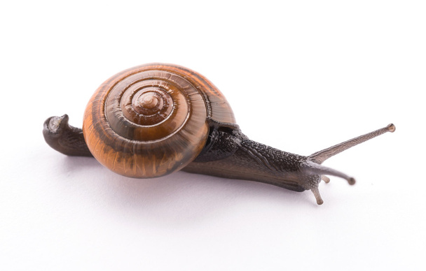 Small snail - Photo, Image