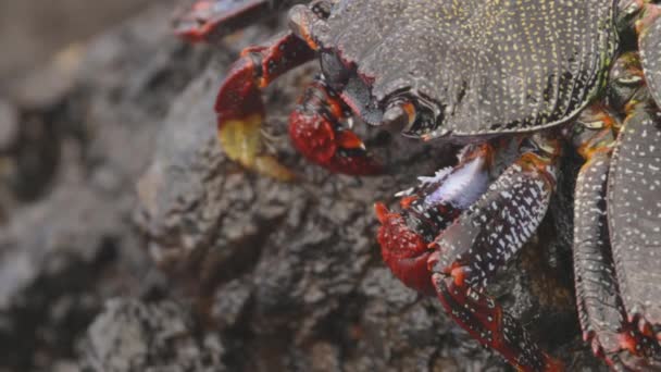 Close up of red crabs on rocks - Metraje, vídeo