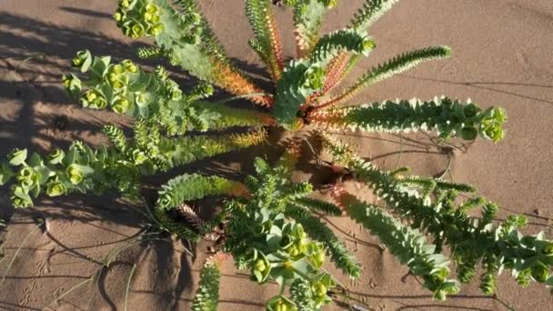 Euforbia mirsinitos (chorro de mirto) en la arena del desierto. Imágenes de fondo de la naturaleza en 4k. - Imágenes, Vídeo