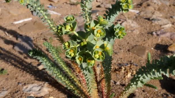 Euphorbia myrsinites (myrtle spurge) in desert sand. Nature background footage in 4k. - Materiał filmowy, wideo