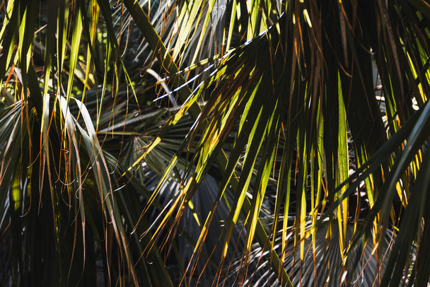 Тропические джунгли фон с деревьями и пальмами на закате. Принято. Селективный фокус. - Фото, изображение