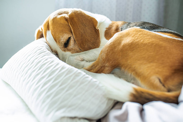 Felnőtt hím beagle kutya alszik párnákon. Sekély mélységélesség. - Fotó, kép