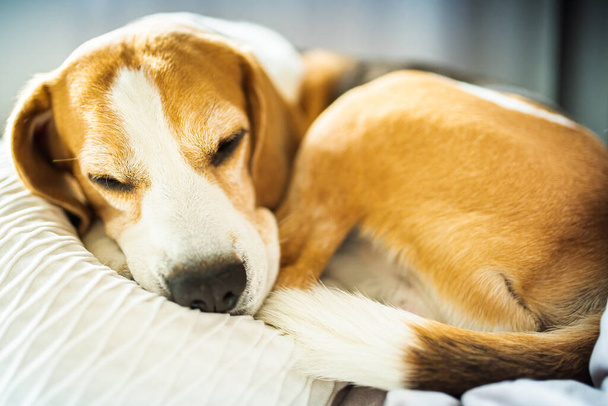 Dospělý pes bíglů spí na polštářích. Mělká hloubka pole. - Fotografie, Obrázek