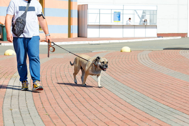Il proprietario accompagna il suo cane da combattimento al guinzaglio su un marciapiede lastricato in una giornata di sole. Copia spazio. - Foto, immagini