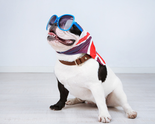 Franse bulldog met zonnebril op kamer - Foto, afbeelding