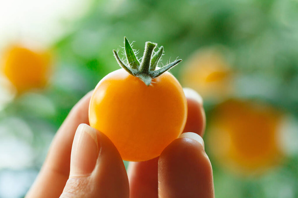 Woman hand holding fresh yellow cherry tomato closeup. - Foto, Imagem