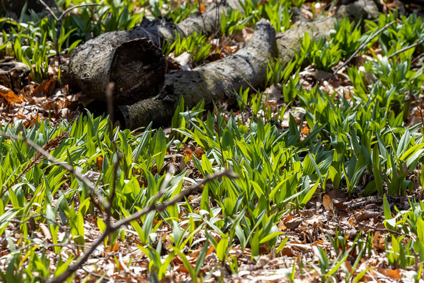 野生のランプ-野生のニンニク(アリウムトリコクム) 、一般的にランプ、ランプ、春のタマネギ、野生のネギ、木のネギとして知られています。野生のタマネギの北米種。カナダではランプは珍しい珍味とされ - 写真・画像