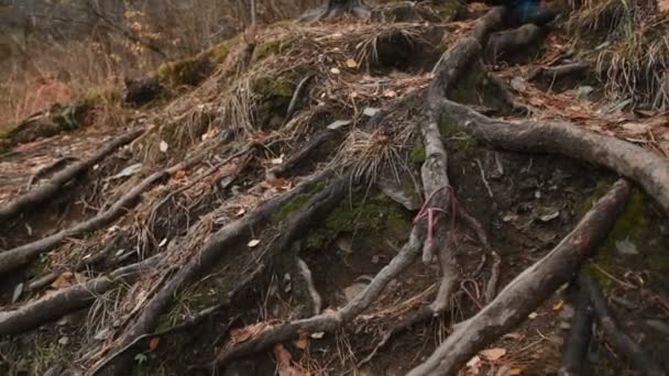 Yaprak saçılmış Orman zeminine yürüyen adam. Altay - Video, Çekim