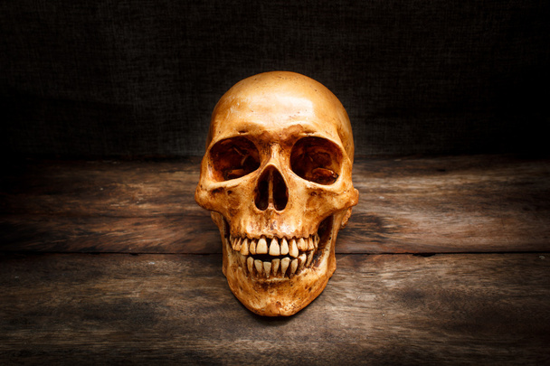 Still life with a skull human. - Fotó, kép