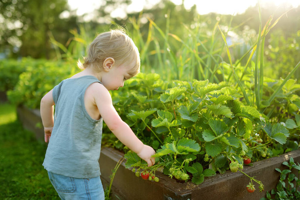 Fresh strawberries ripening on bushes at organic strawberry farm. Cute toddler boy harvesting fruits and berries at home garden. Family leisure outdoors. - Foto, Bild