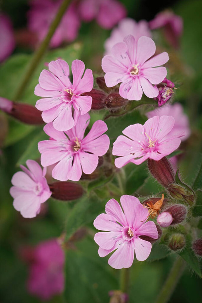 Vertical closeup on a group of purple red campion  flowers , silene dioica in the garden - Photo, Image