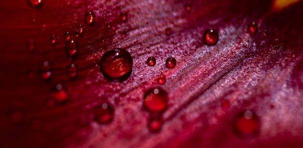water drops on red leaf tulip closeup - Foto, Imagem