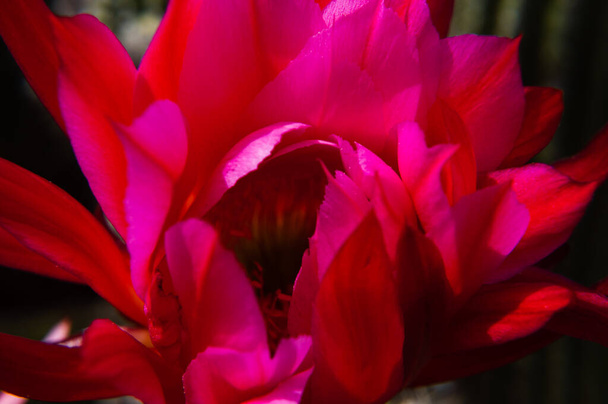 サボテンの花のクローズ アップ - 写真・画像