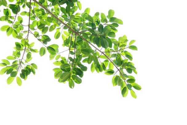 hojas verdes sobre un fondo blanco - Foto, Imagen
