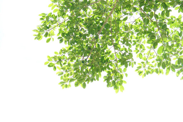 green leaves on a white background - Photo, Image