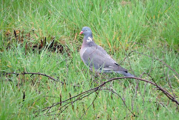 A common wood pigeon standing on green grass - Photo, Image